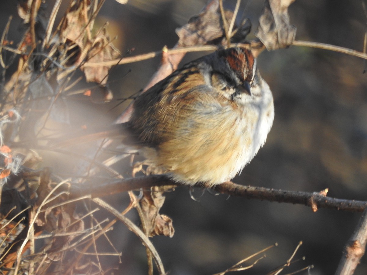 Swamp Sparrow - ML522412771