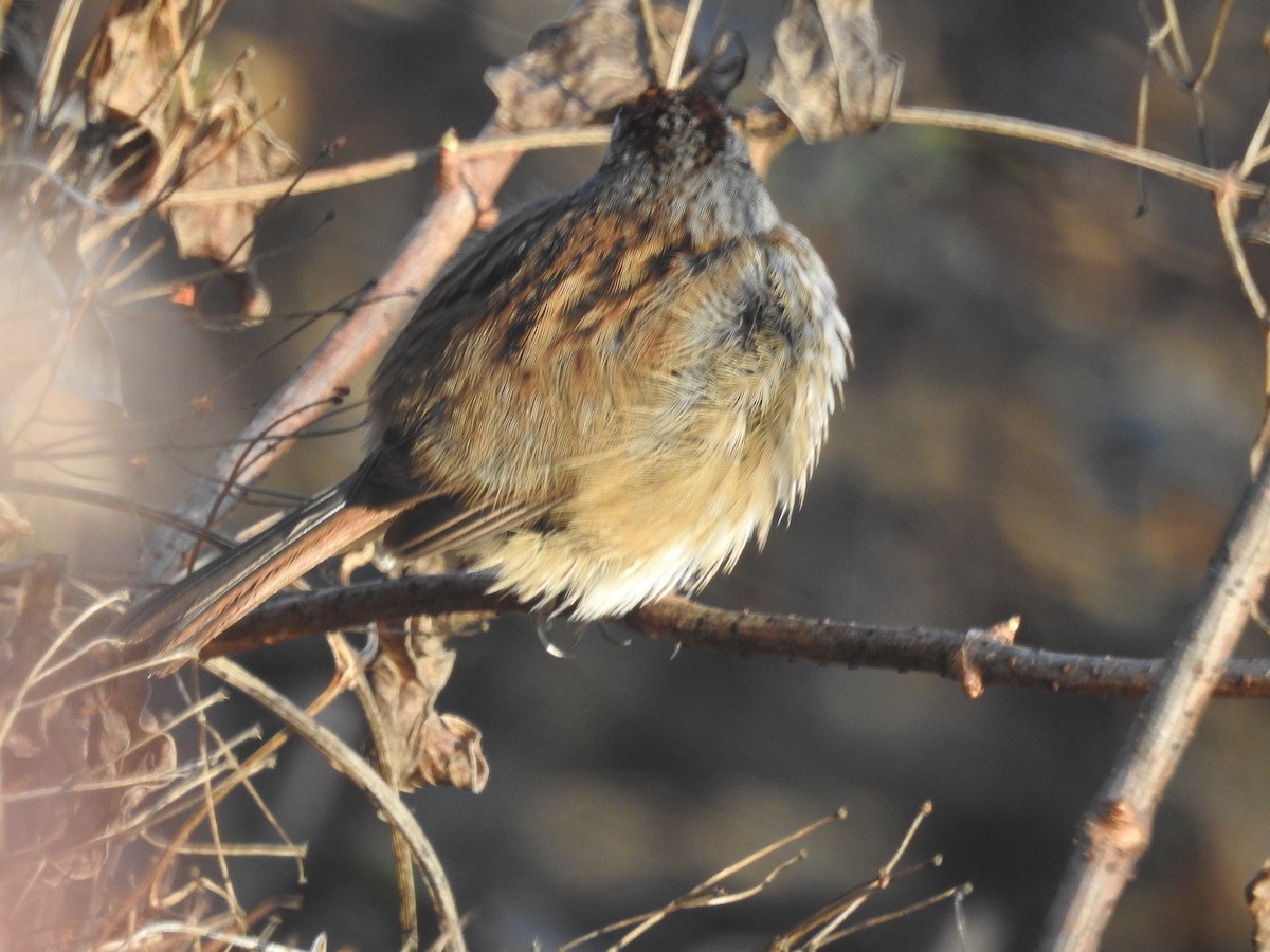 Swamp Sparrow - ML522412781