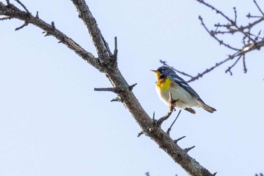 Northern Parula - ML522412861