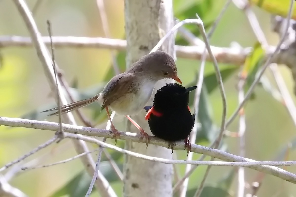 Red-backed Fairywren - Lorix Bertling