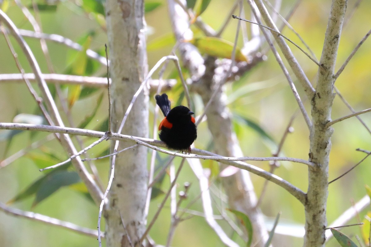 Red-backed Fairywren - Lorix Bertling