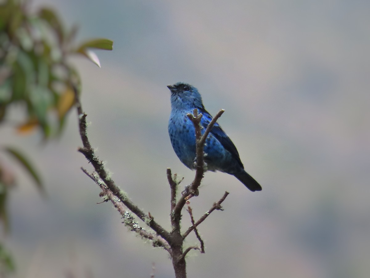 Blue-and-black Tanager - ML522413671