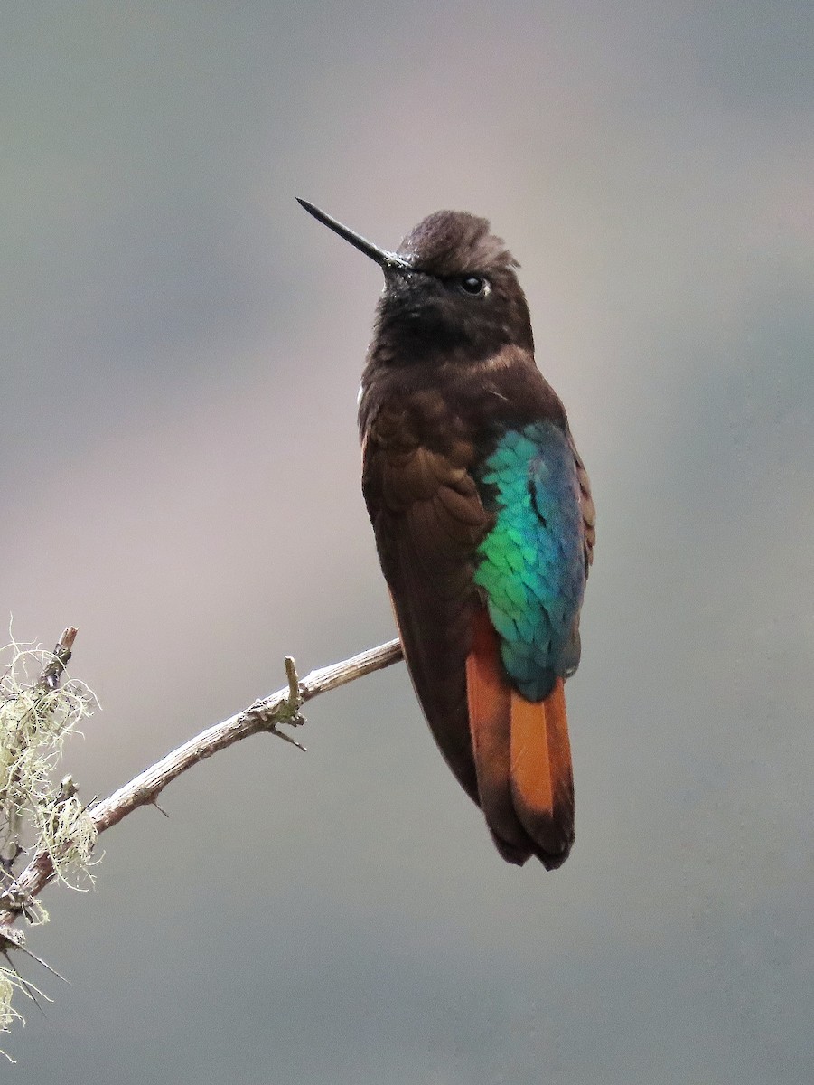 kolibřík černokápý - ML522413711