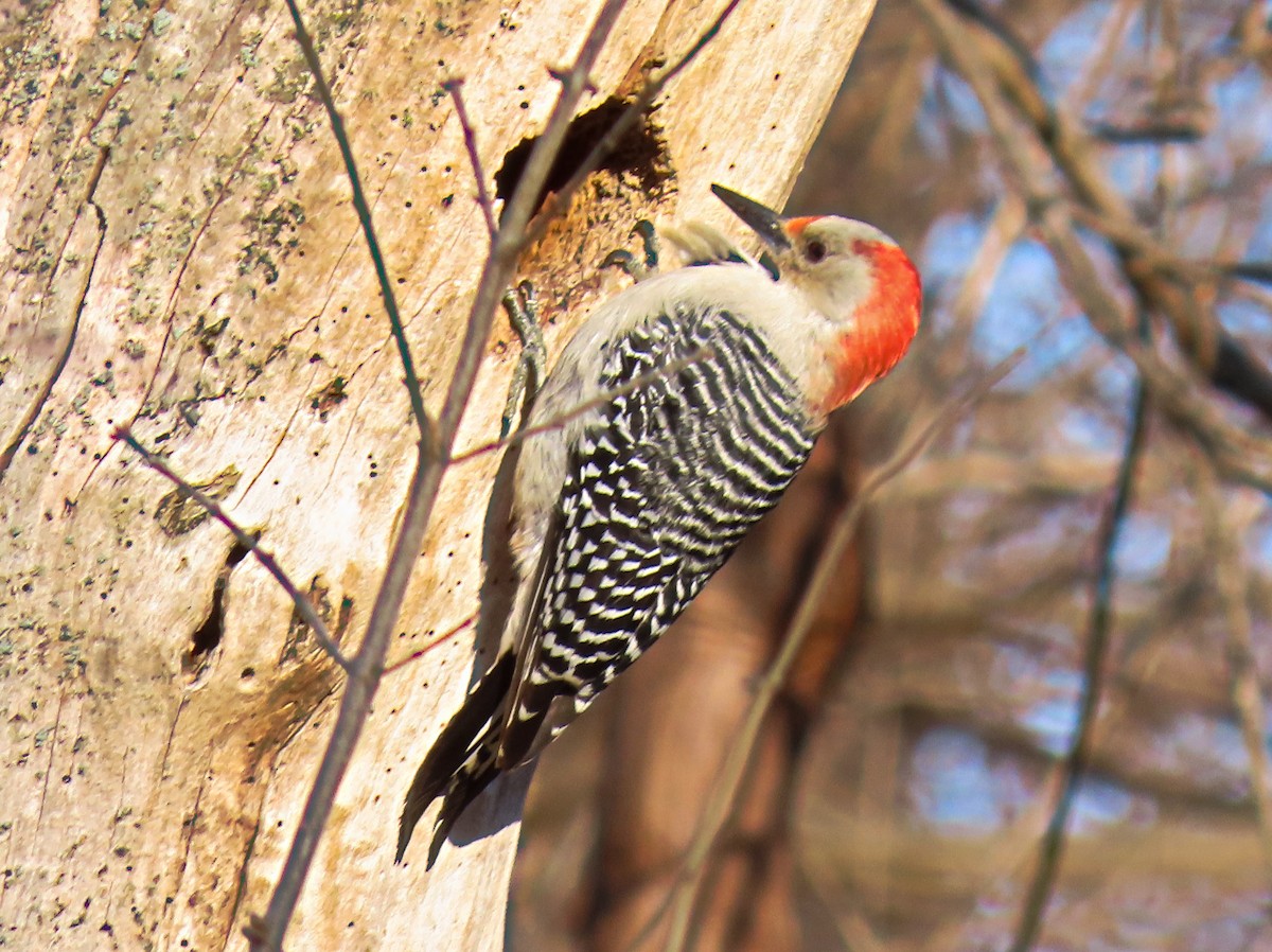 Red-bellied Woodpecker - ML522413831