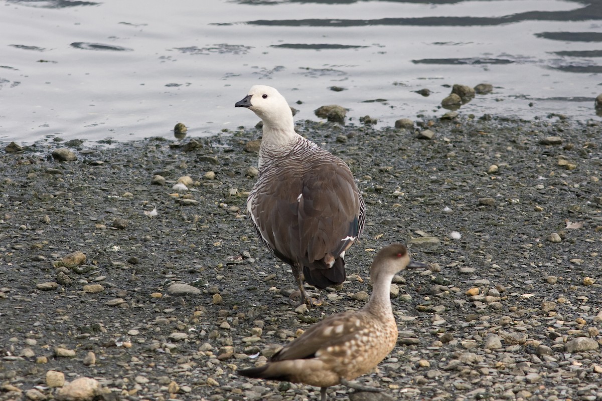 Upland Goose - ML52241441