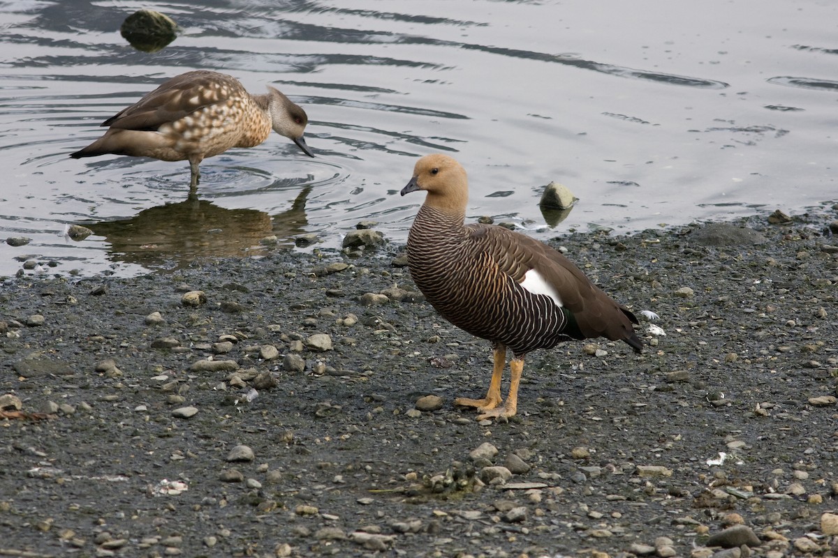 Upland Goose - ML52241451