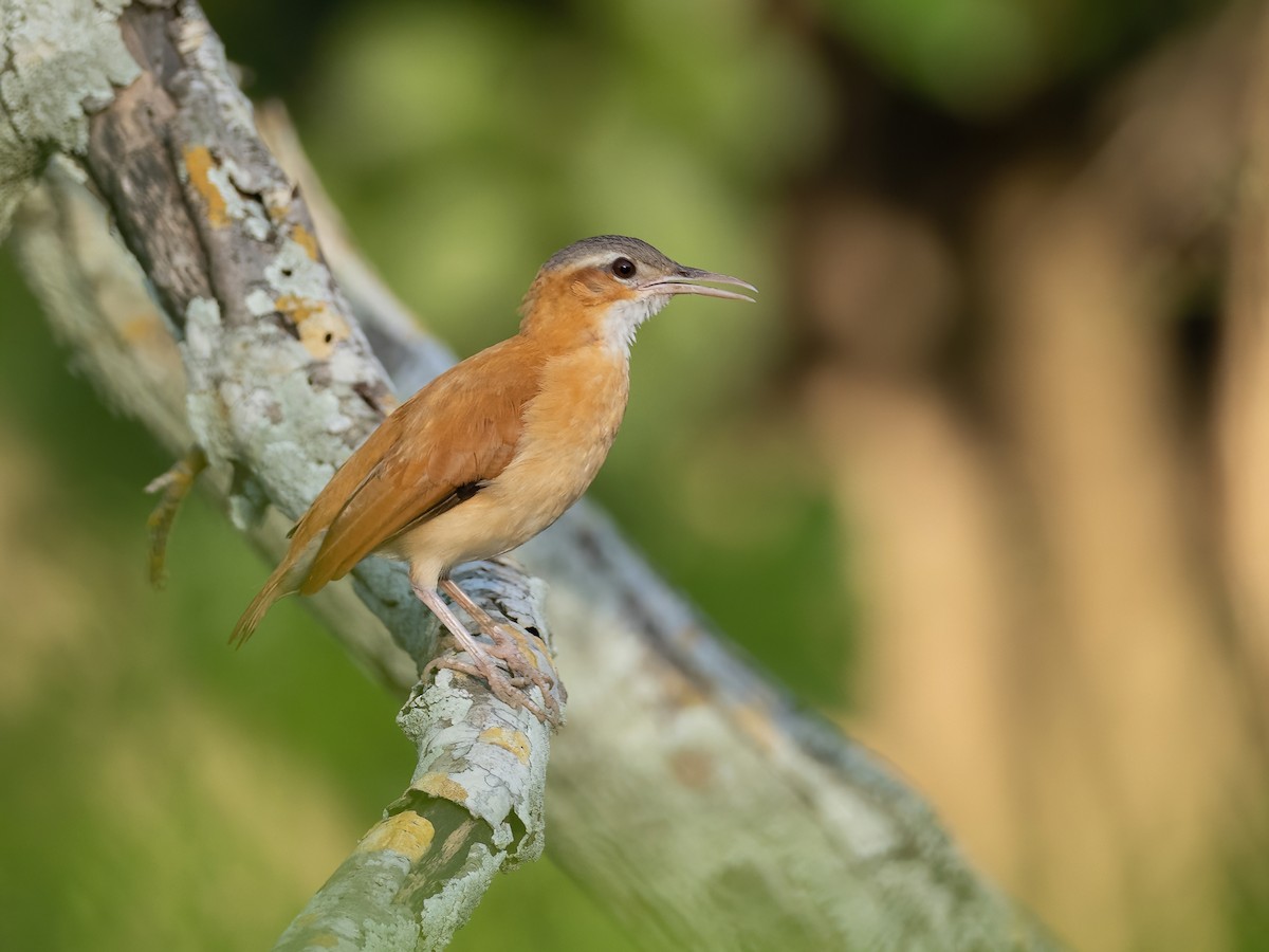 Caribbean Hornero - Sara Stokes