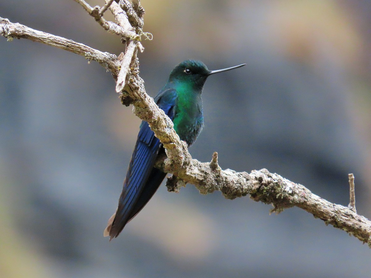 kolibřík modrokřídlý - ML522416311