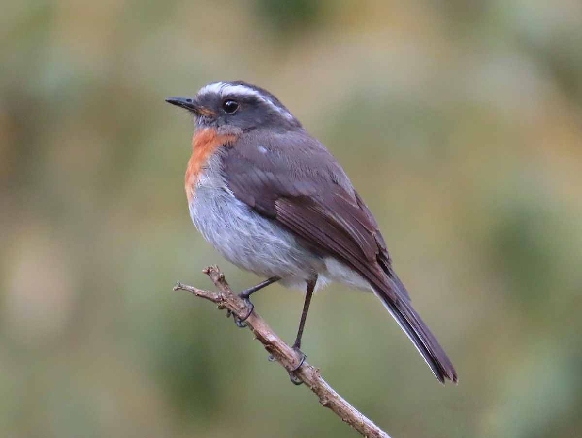 Rufous-breasted Chat-Tyrant - Àlex Giménez