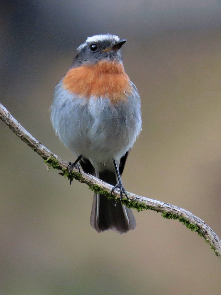 Rufous-breasted Chat-Tyrant - Àlex Giménez