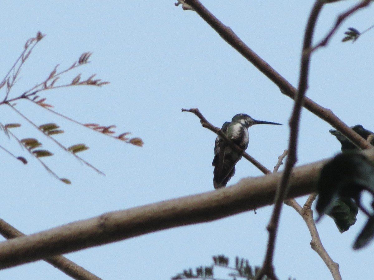 kolibřík lesklý - ML522416931