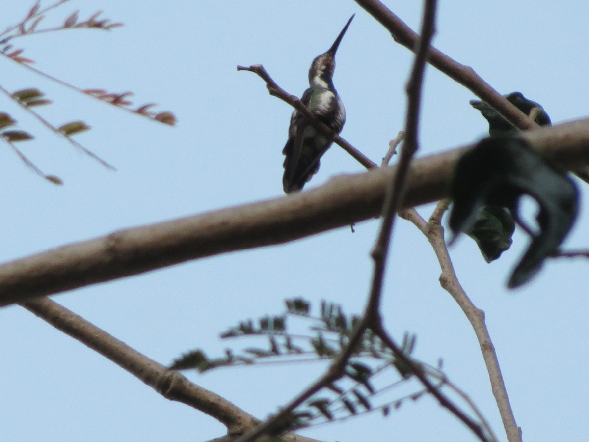kolibřík lesklý - ML522417011