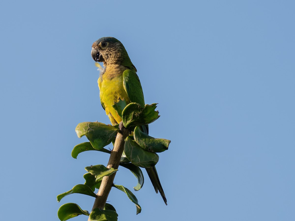 Brown-throated Parakeet - ML522417171