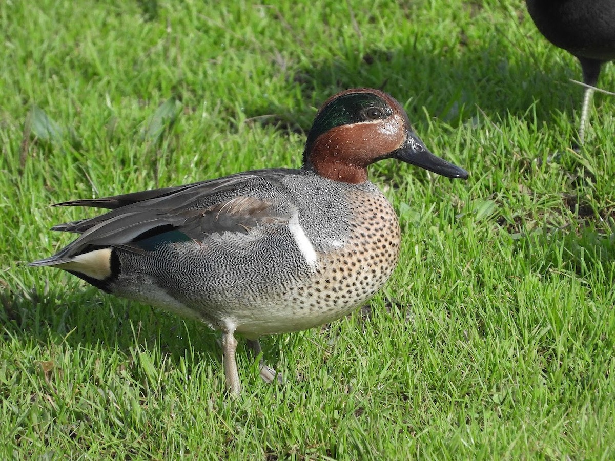 Green-winged Teal (American) - Long-eared Owl