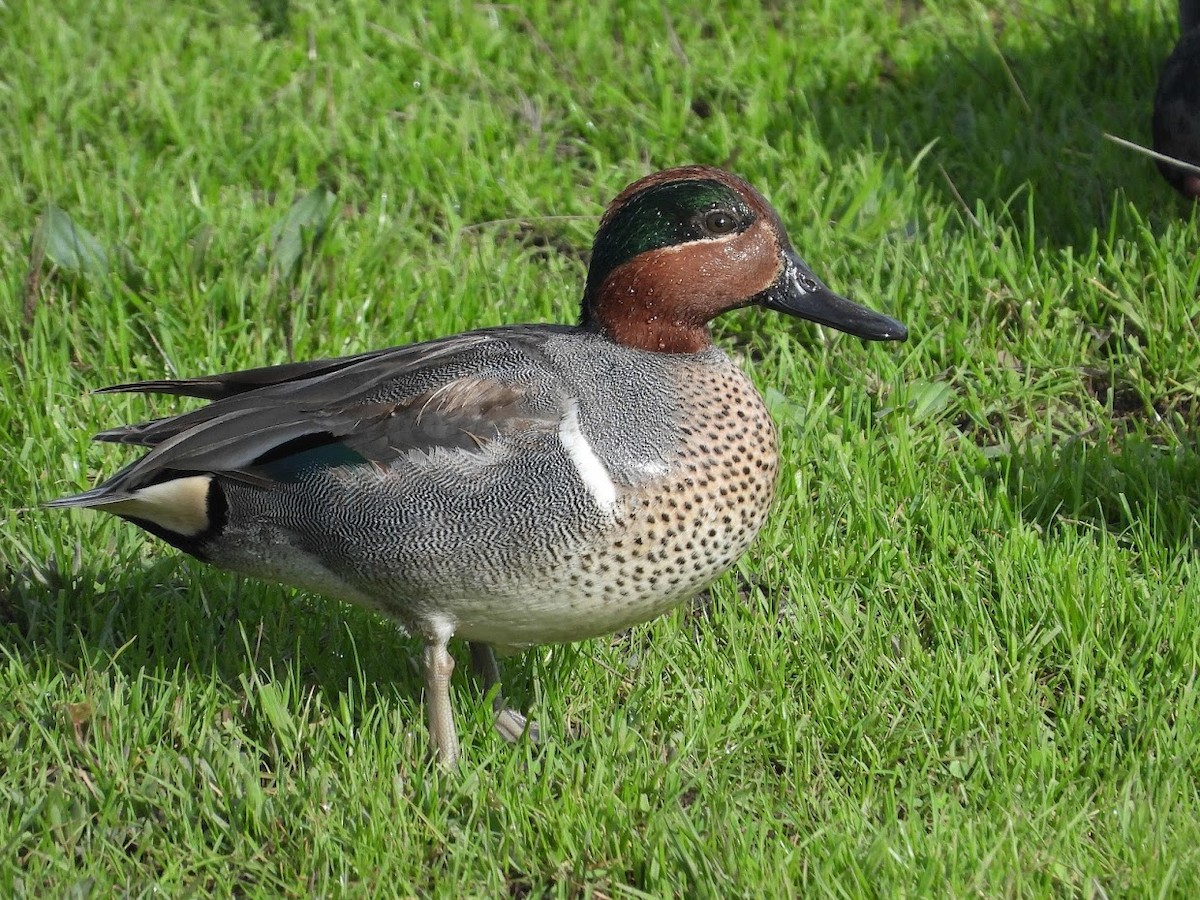 Чирянка мала (підвид carolinensis) - ML522417651