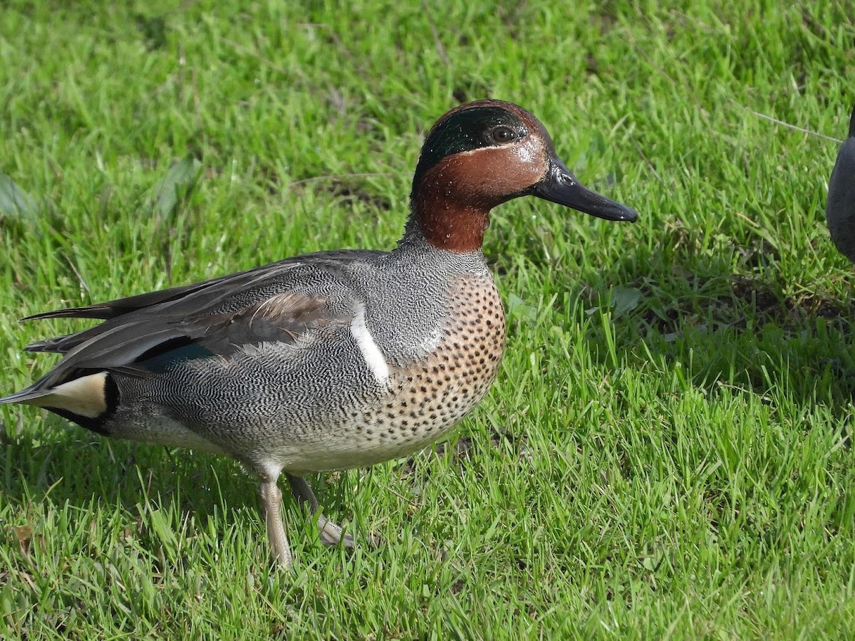 Чирянка мала (підвид carolinensis) - ML522417711