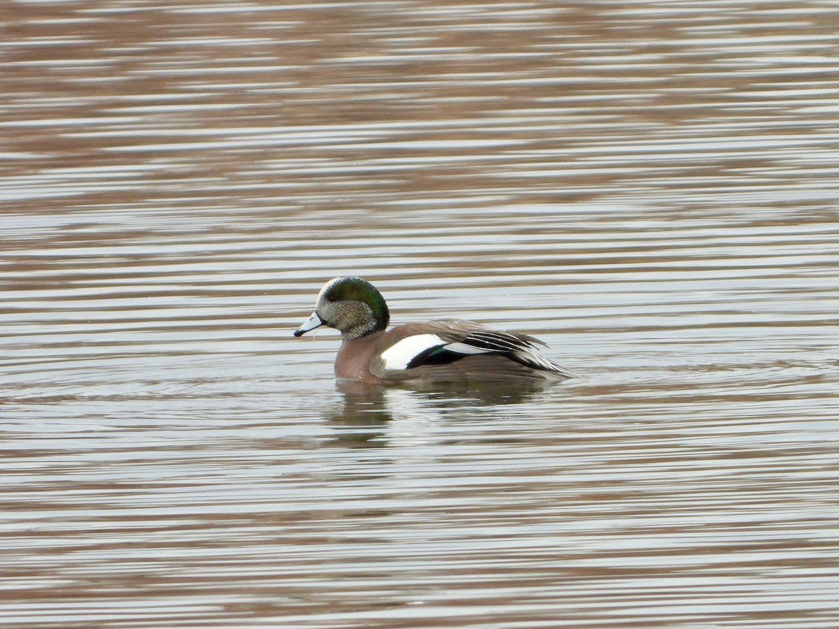 American Wigeon - ML522417941