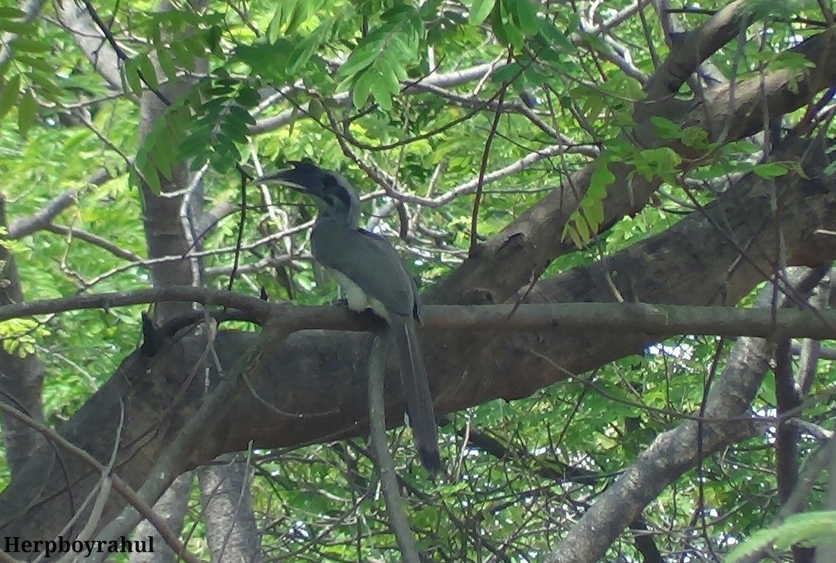 Indian Gray Hornbill - ML52241811