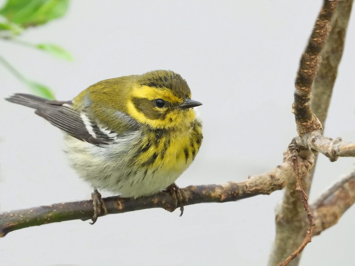 Townsend's Warbler - ML522418721