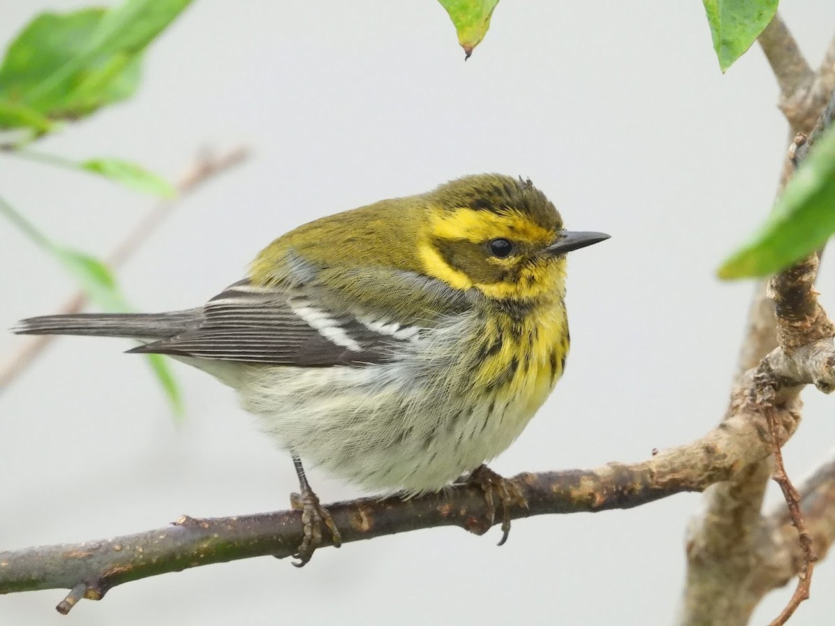 Townsend's Warbler - ML522418851