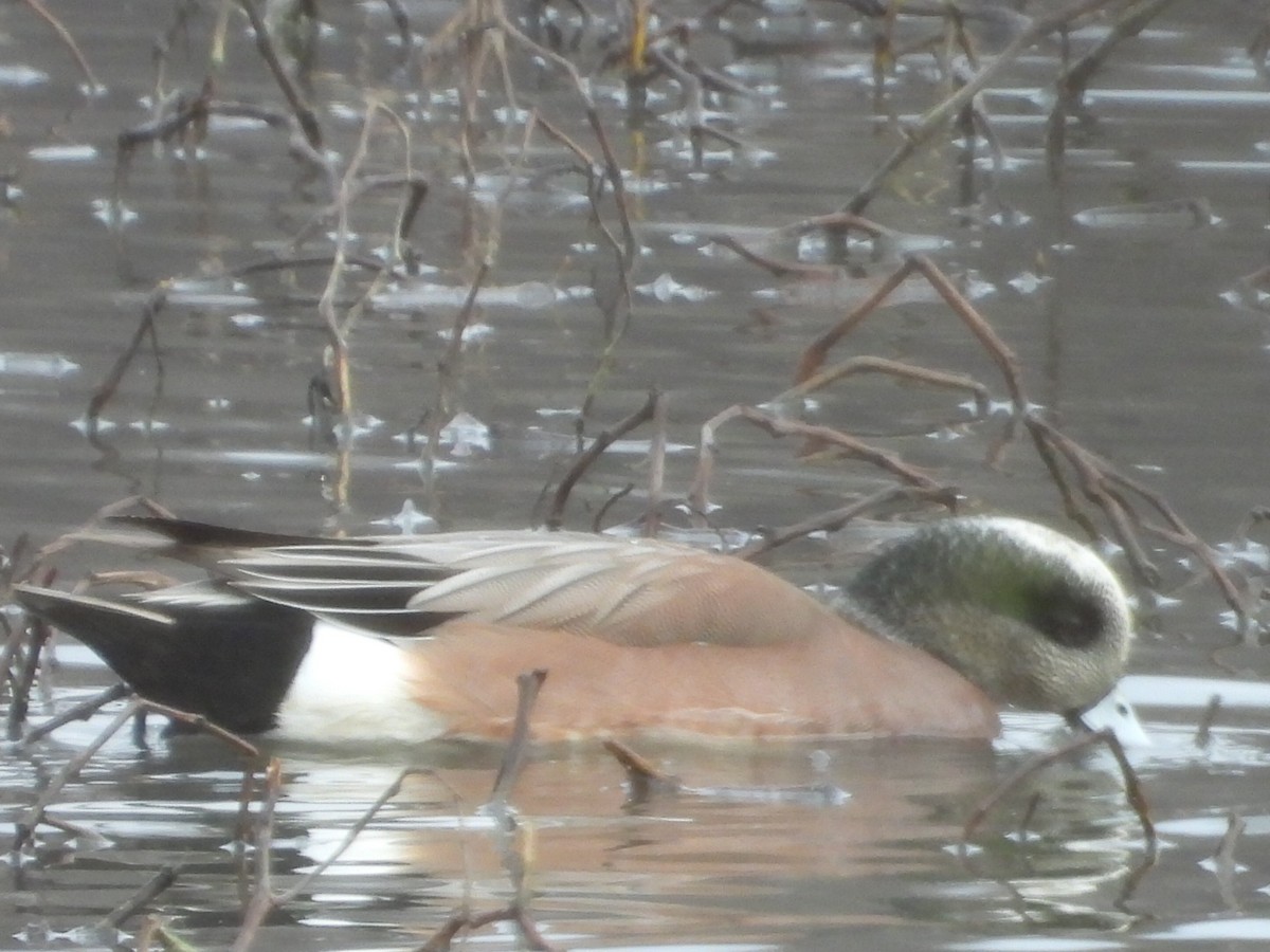 American Wigeon - ML522419421