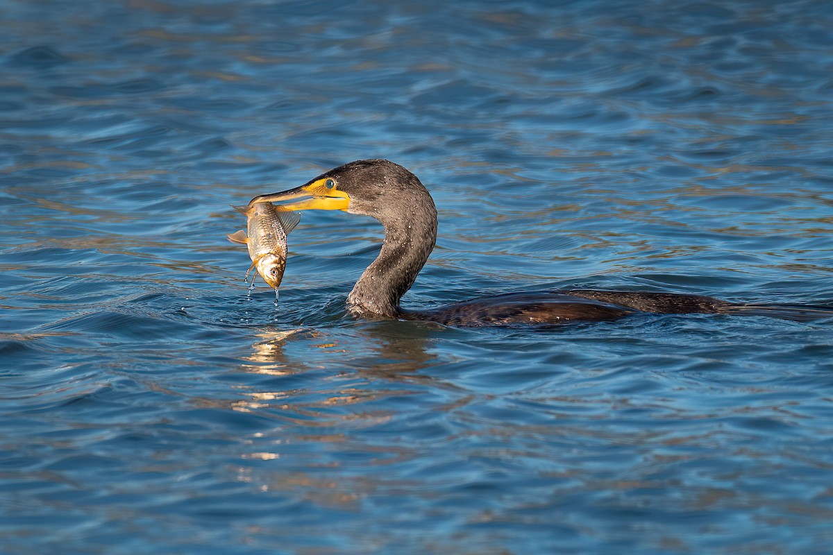 Double-crested Cormorant - Michael Roper