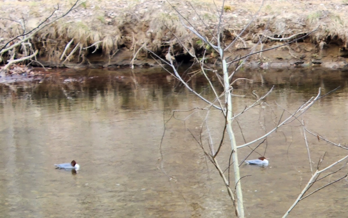 Common Merganser - ML522420661