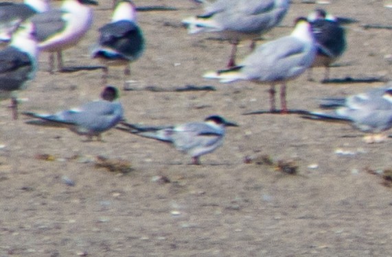 Common Tern - ML522420671