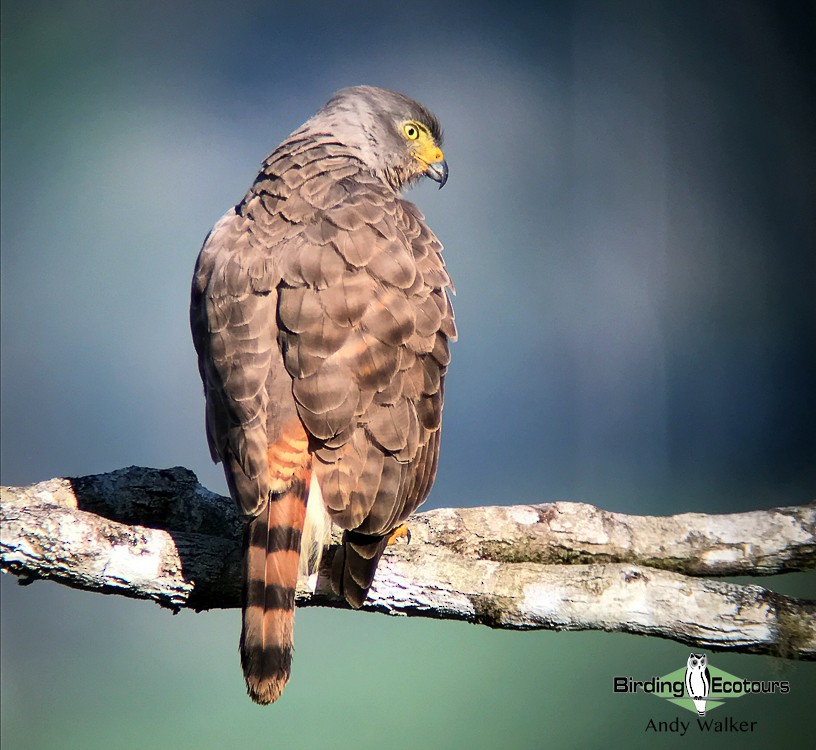 Roadside Hawk - ML522421491