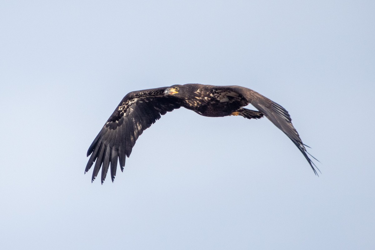 Bald Eagle - ML522422101