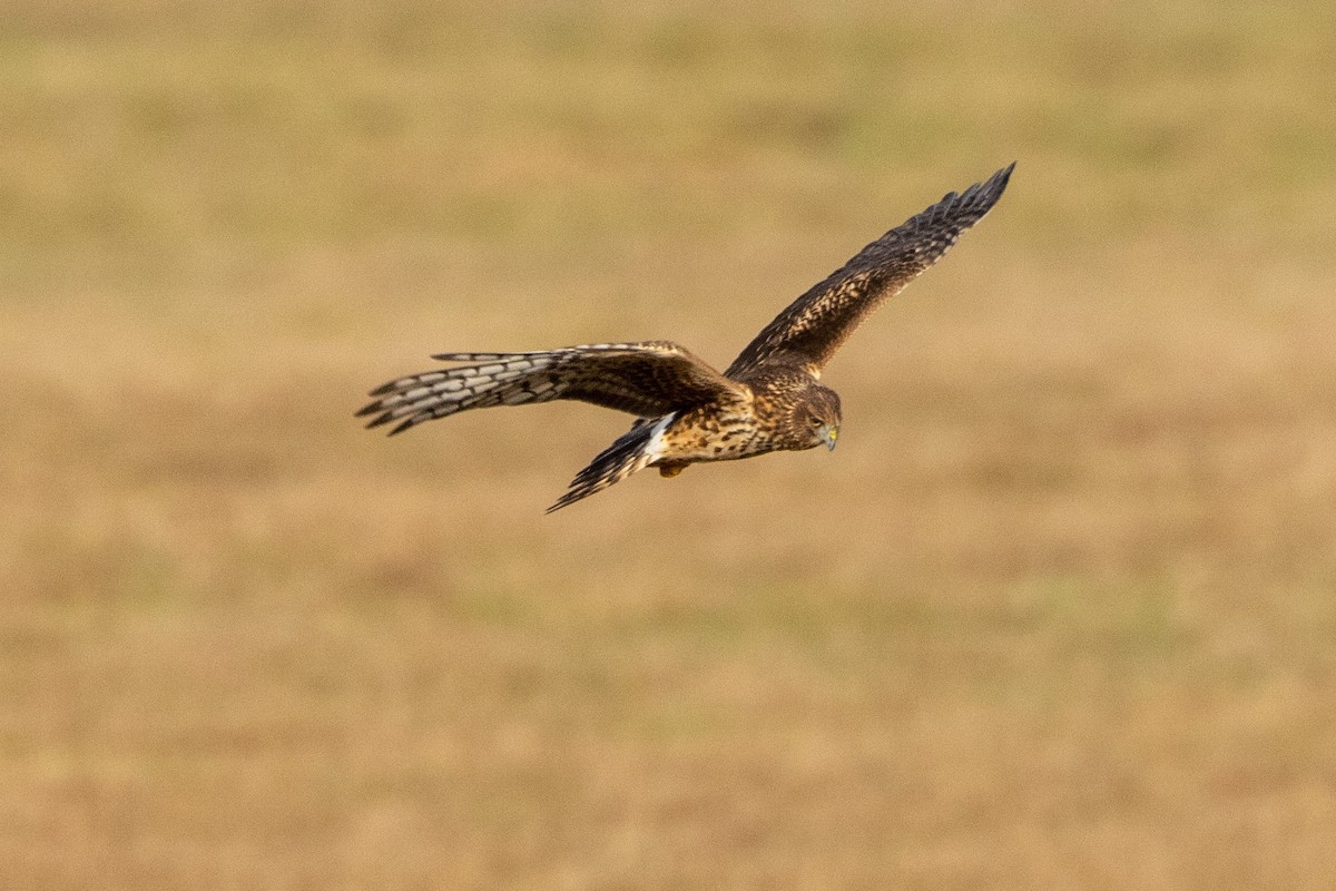 Northern Harrier - ANTHONY KENT