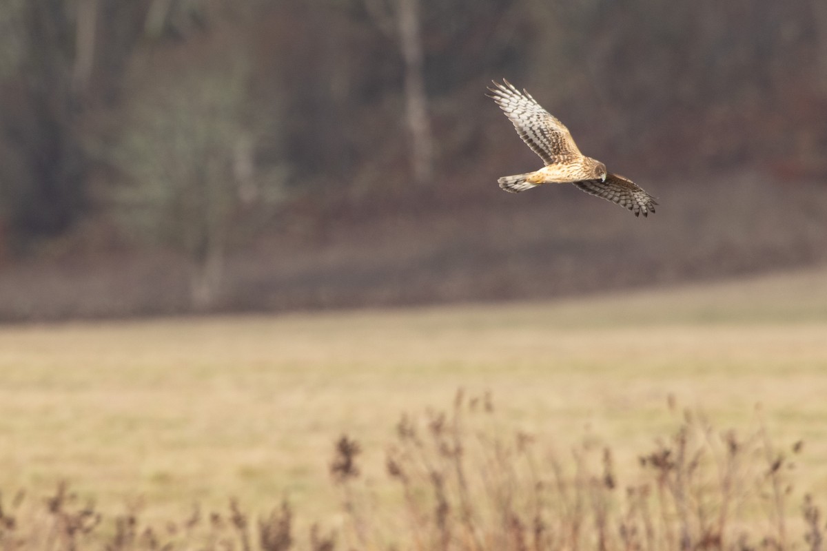 Northern Harrier - ANTHONY KENT