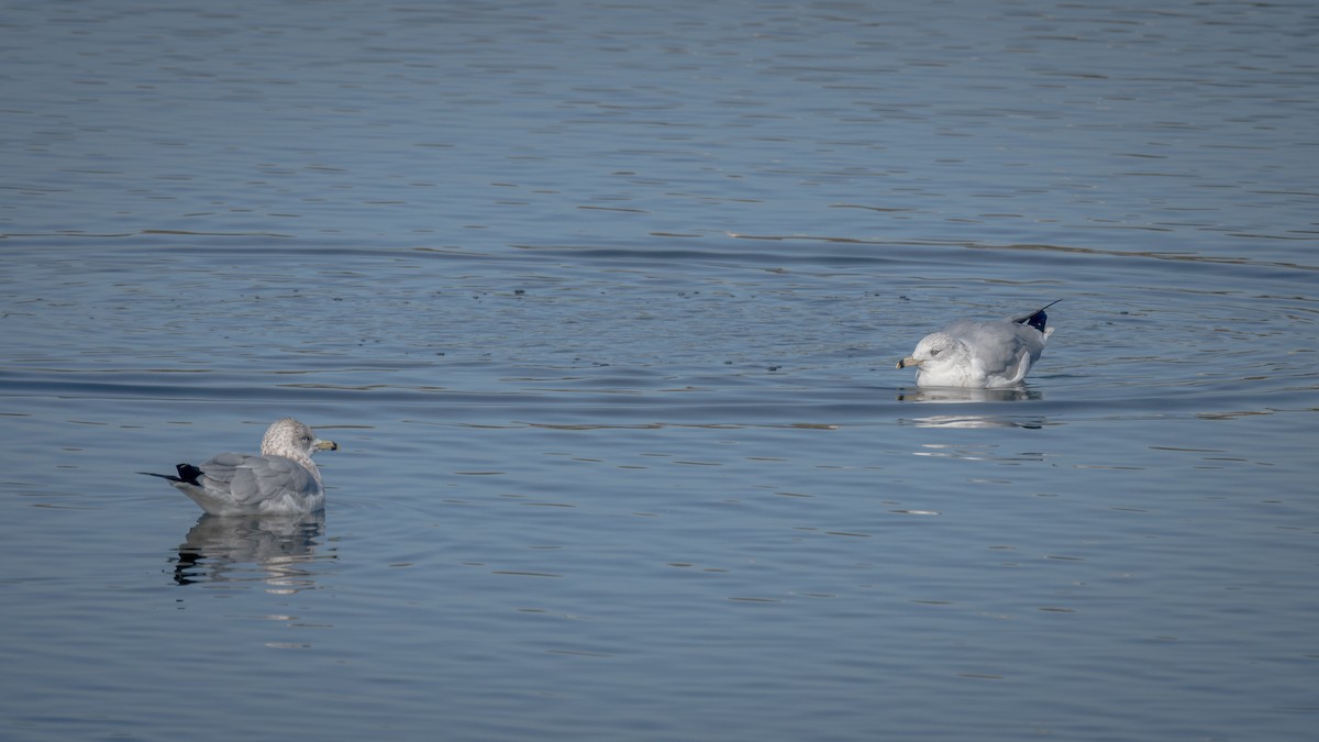 Ring-billed Gull - ML522422581