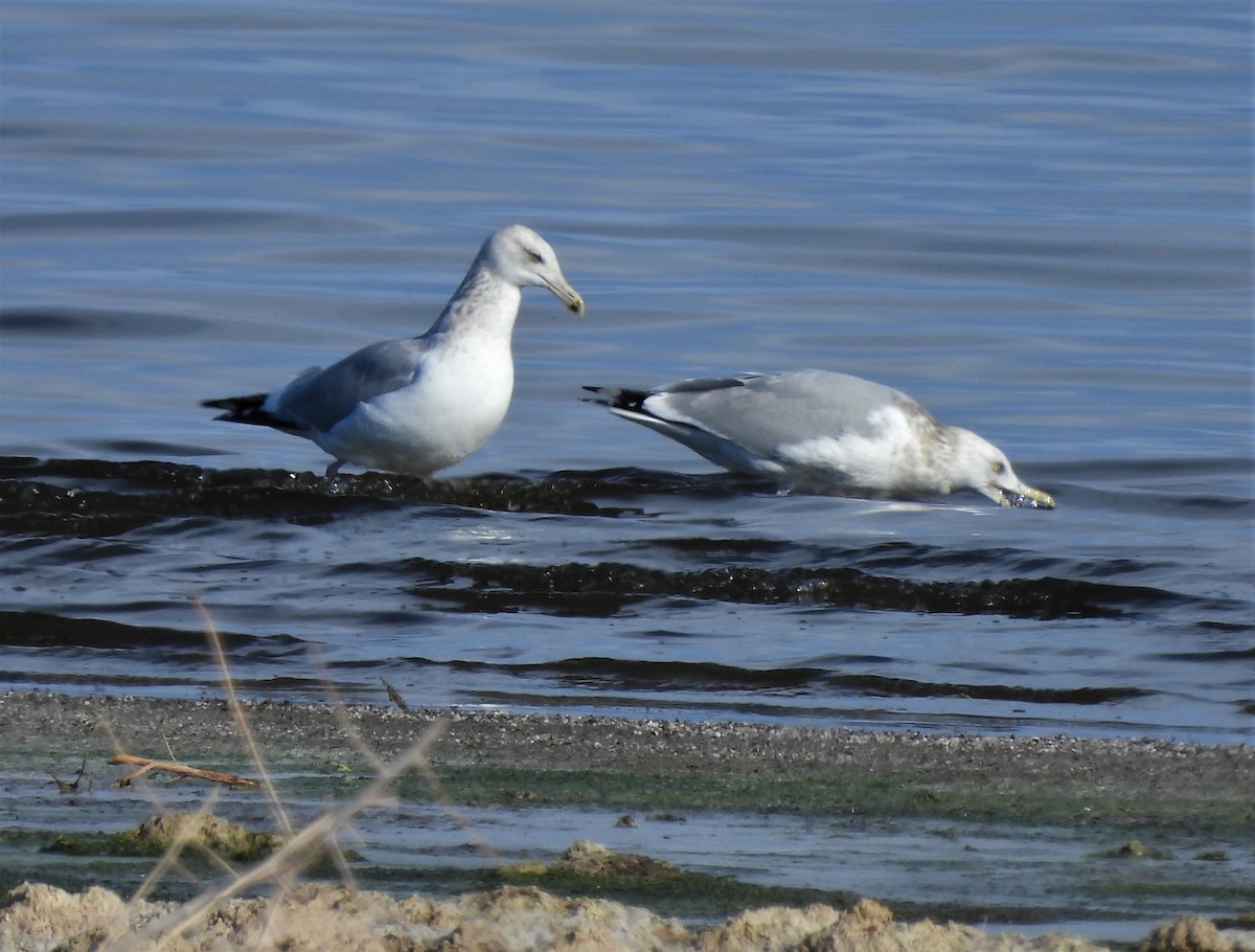 American Herring Gull - ML522423071