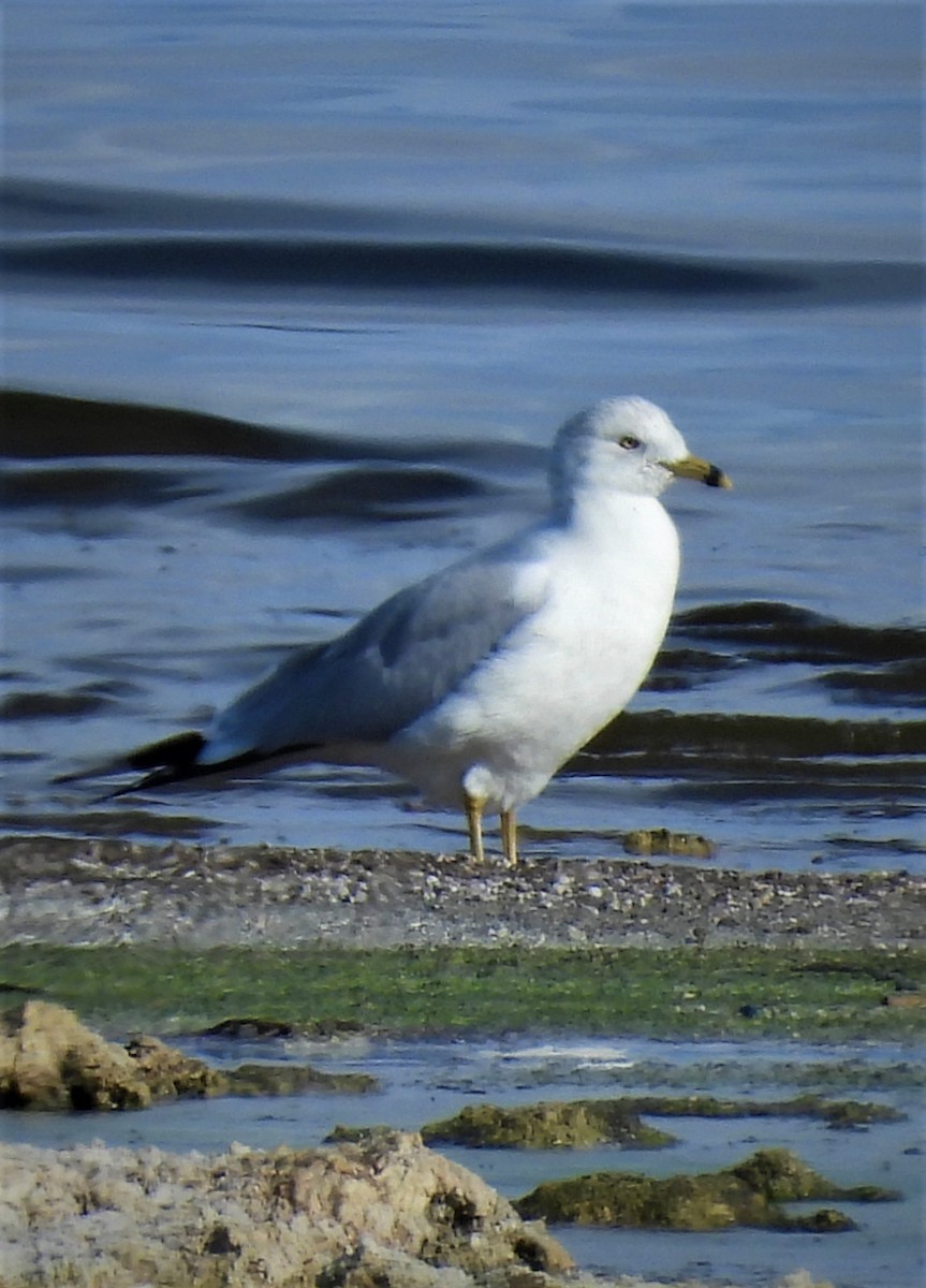 Ring-billed Gull - ML522423151