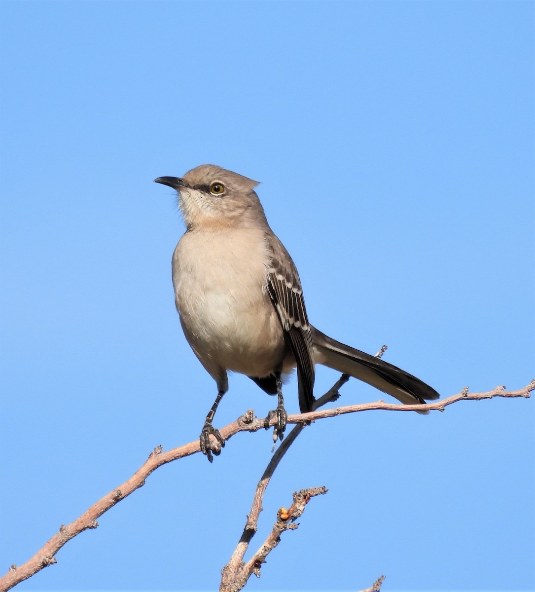 Northern Mockingbird - ML522423231