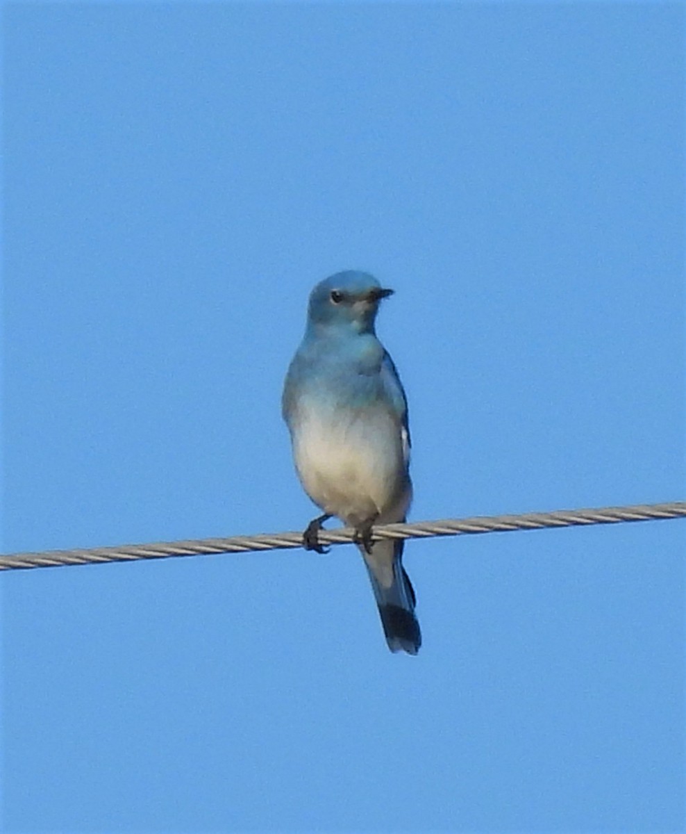 Mountain Bluebird - ML522423311
