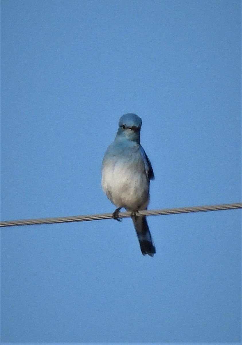 Mountain Bluebird - ML522423321