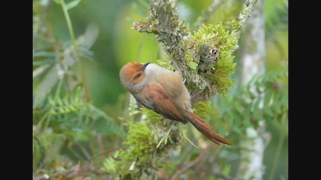 Red-faced Spinetail - ML522423371