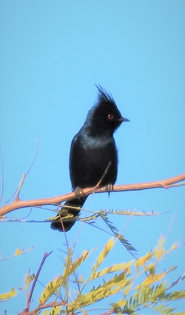 Phainopepla - ML522423601