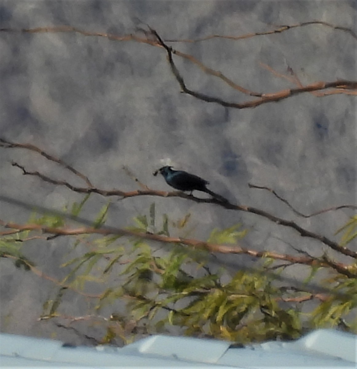 Phainopepla - ML522423611