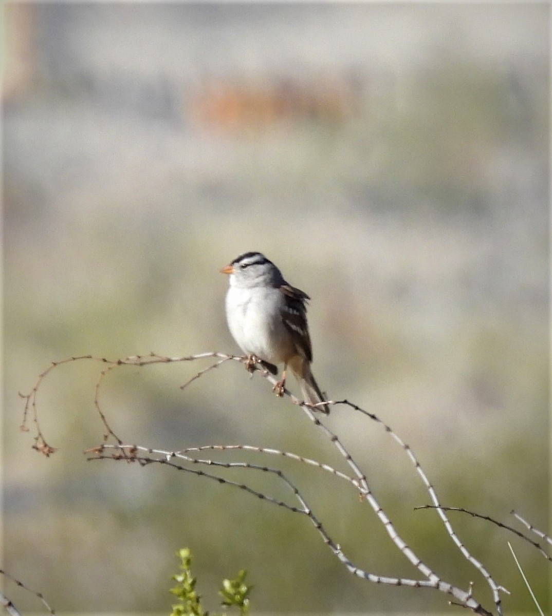 White-crowned Sparrow - ML522423751