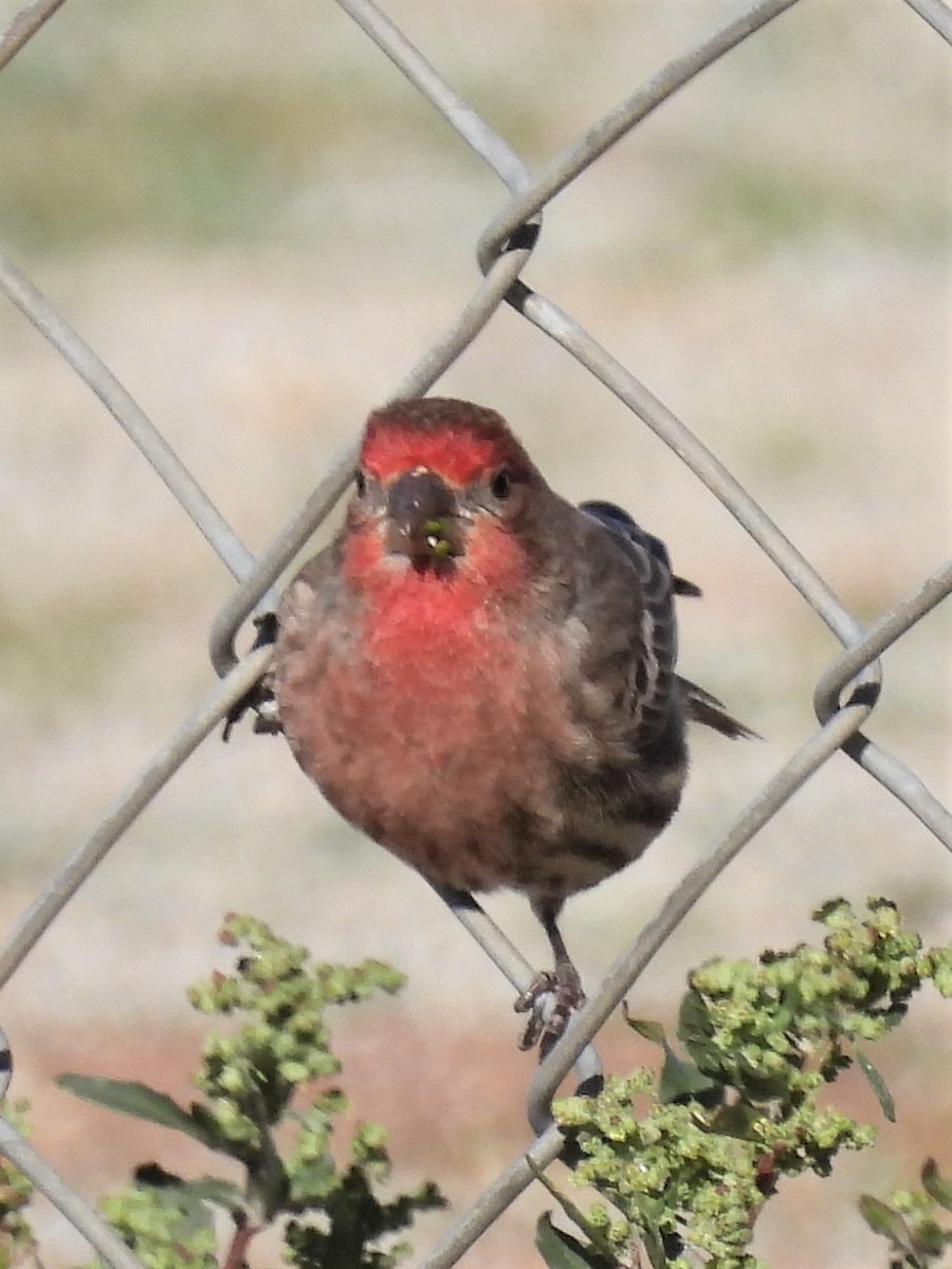 House Finch - ML522423801