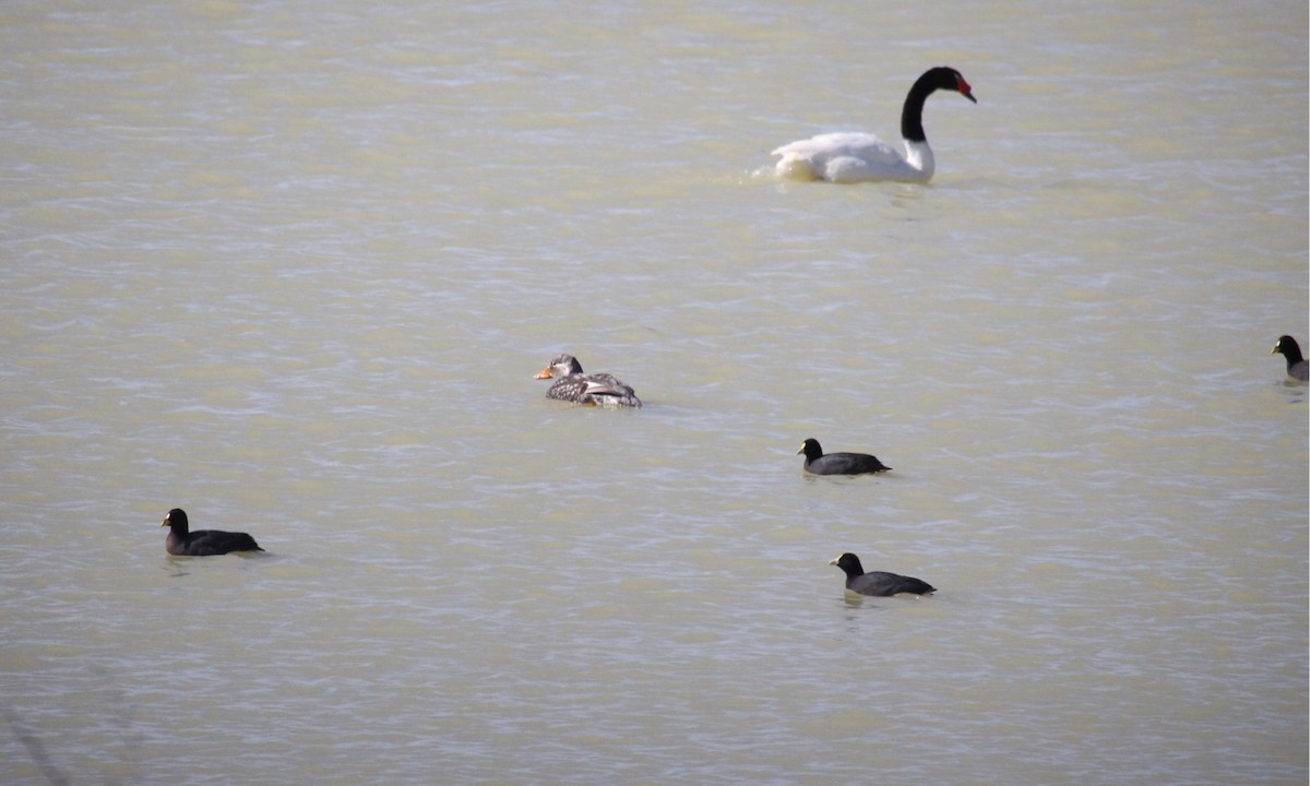 Red-gartered Coot - ML522424411