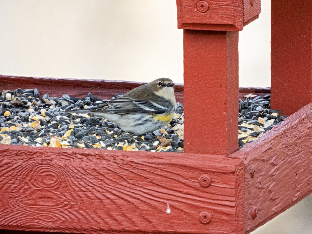 Yellow-rumped Warbler - ML522424901