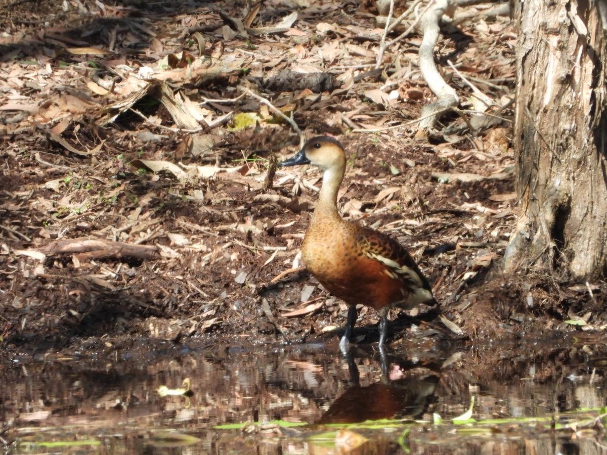 Wandering Whistling-Duck - ML522425211