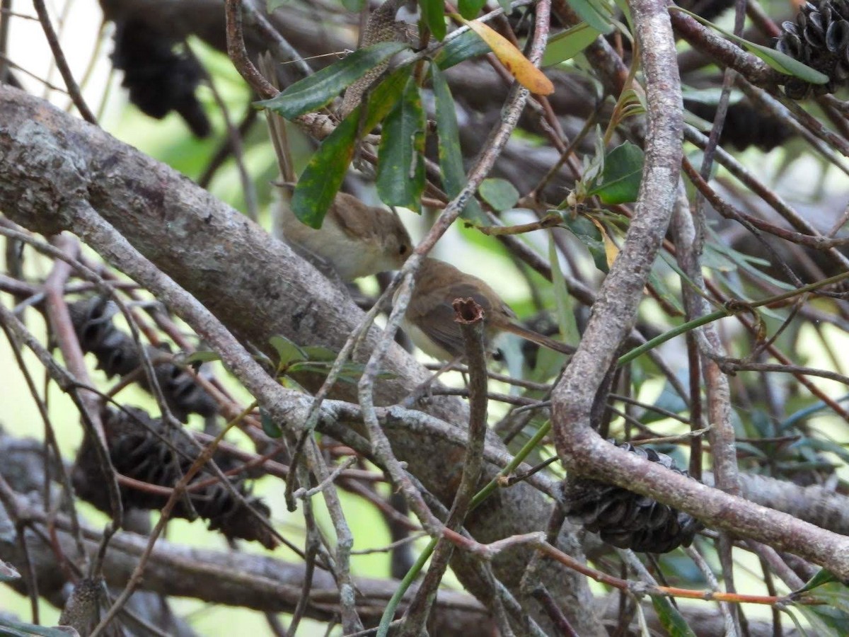 Red-backed Fairywren - ML522425281