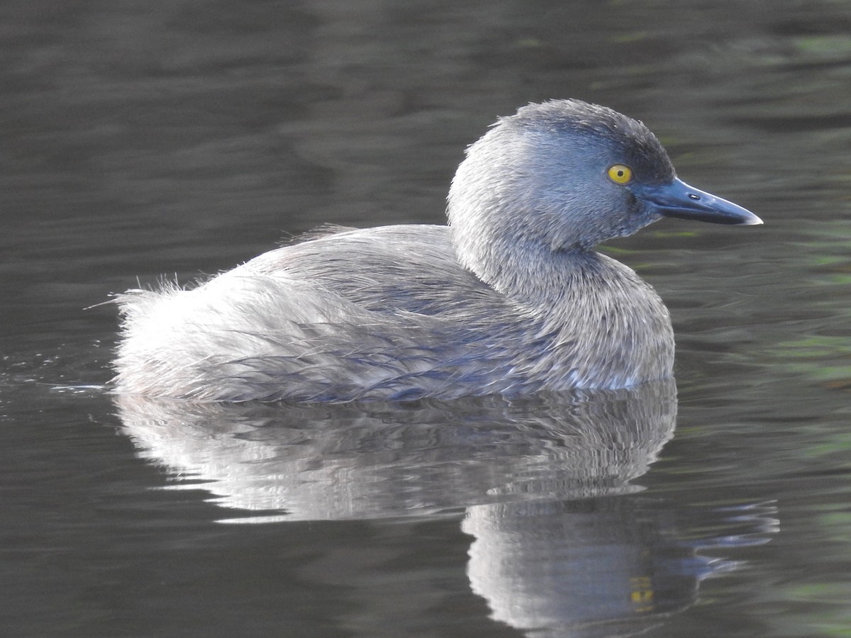 Least Grebe - ML522425311