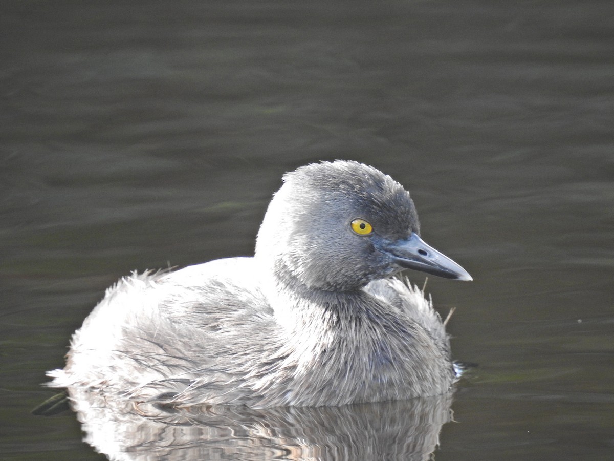 Least Grebe - ML522425721