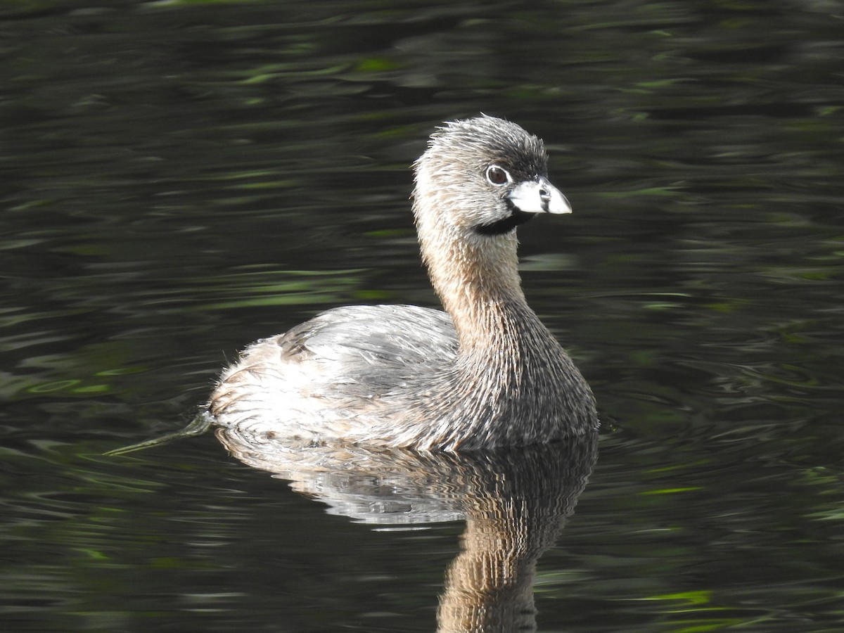 Pied-billed Grebe - ML522425821